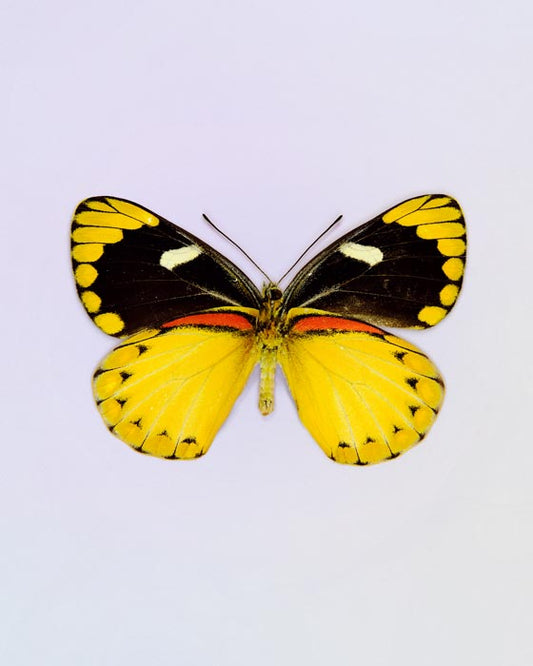Delilah (Delias Splendida)
