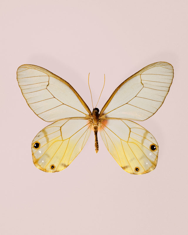 Amber (Haetera piera)