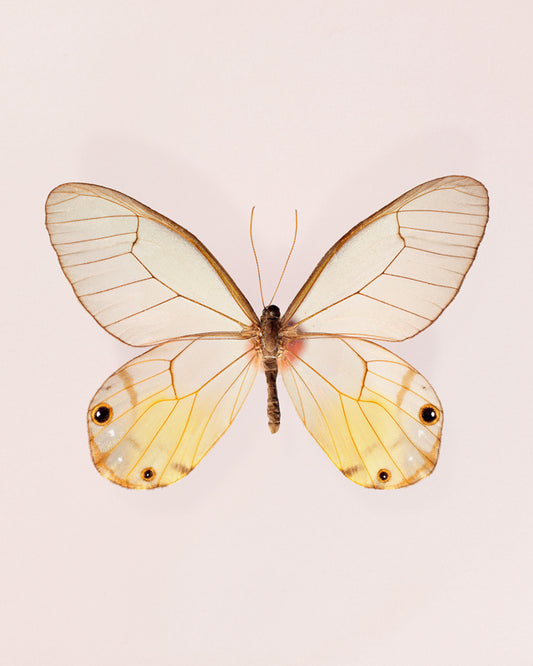Amber (Haetera piera)