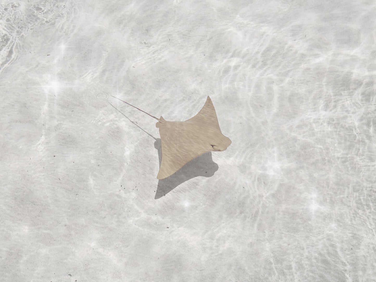 Baby Ray
