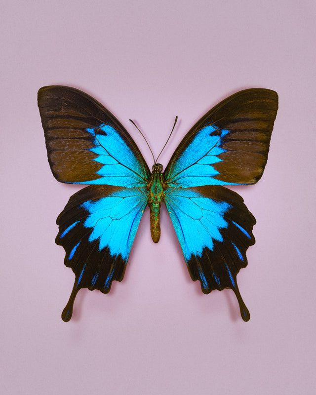 Blue Mountain (Papilio ulysses)