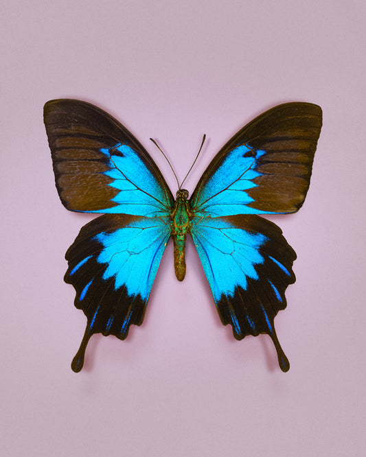 Blue Mountain (Papilio ulysses)