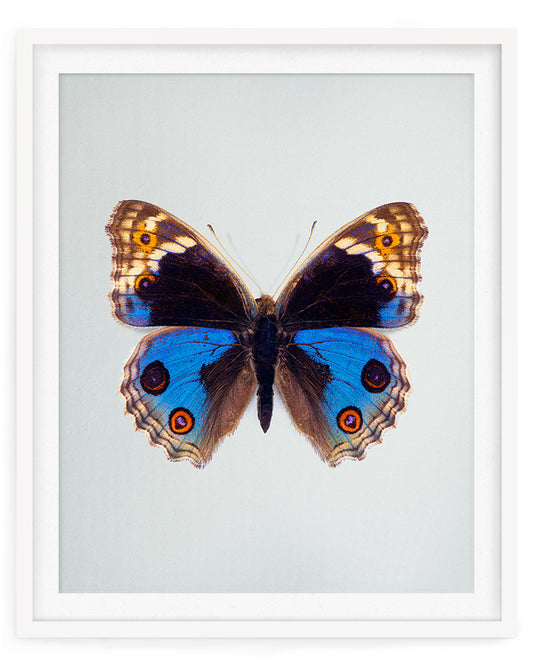 Blue Pansy (Junonia orithya)