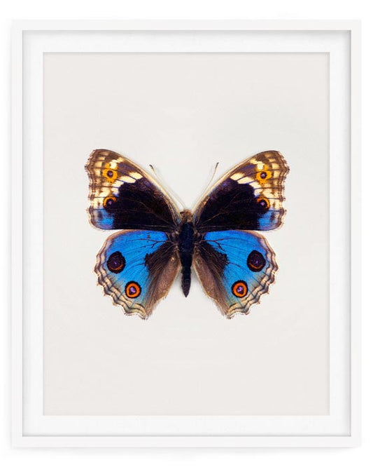 Blue Pansy (Junonia Orithya)