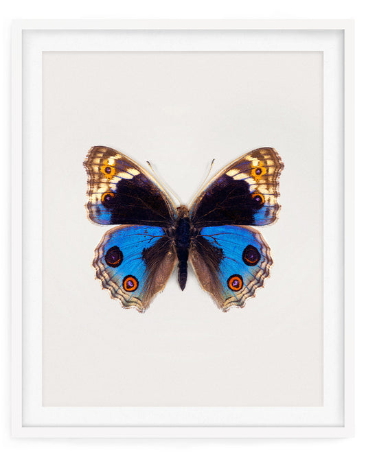 Blue Pansy (Junonia Orithya)