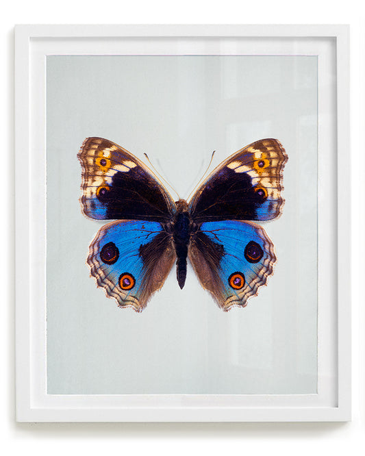 Blue Pansy (Junonia orithya)