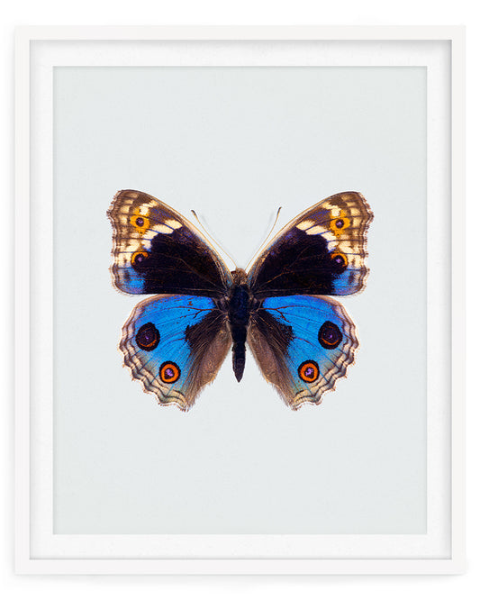 Blue Pansy (Junonia Orithya)