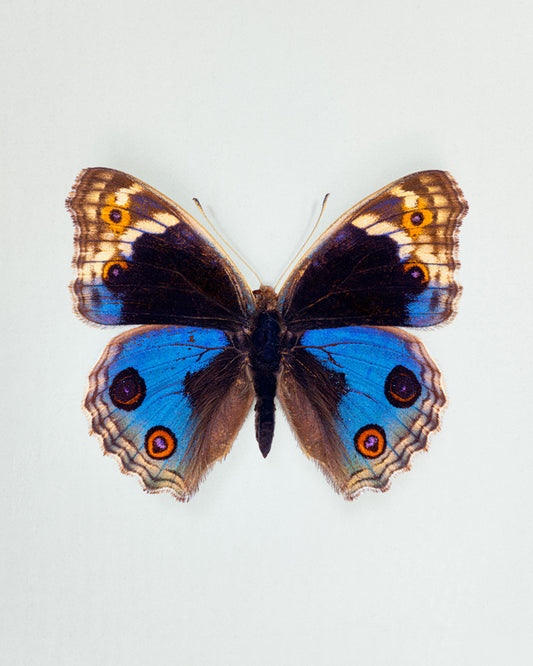 Blue Pansy (Junonia orithya)