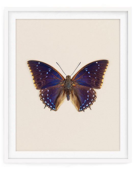 Blueberry (Charaxes Tiridates)