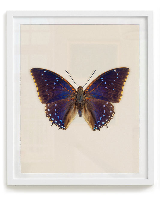 Blueberry (Charaxes tiridates)