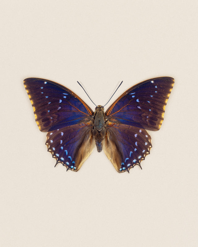 Blueberry (Charaxes Tiridates)
