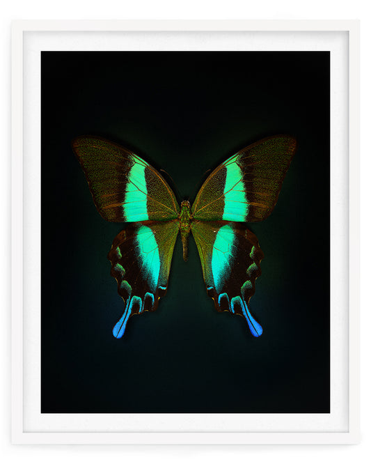 Blume's (Papilio Blumei)