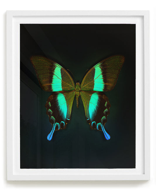 Blume's (Papilio blumei)