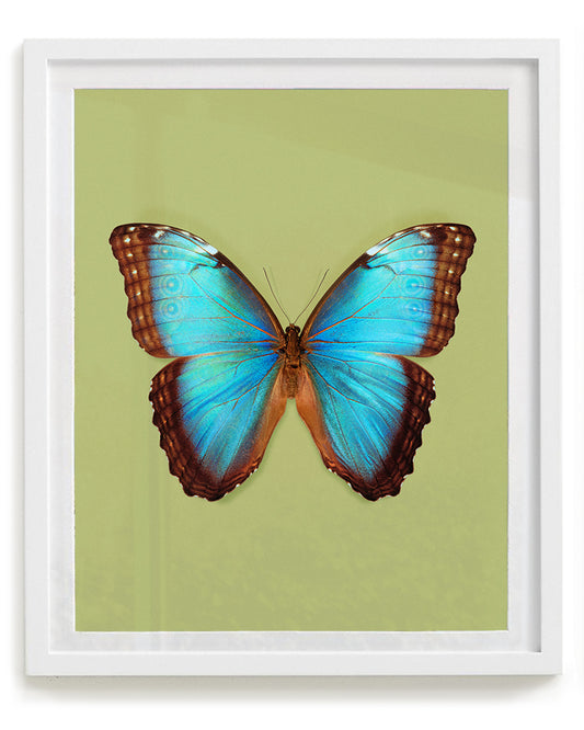Brilliant Blue (Morpho peleides)
