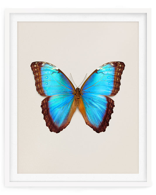 Brilliant Blue (Morpho Peleides)