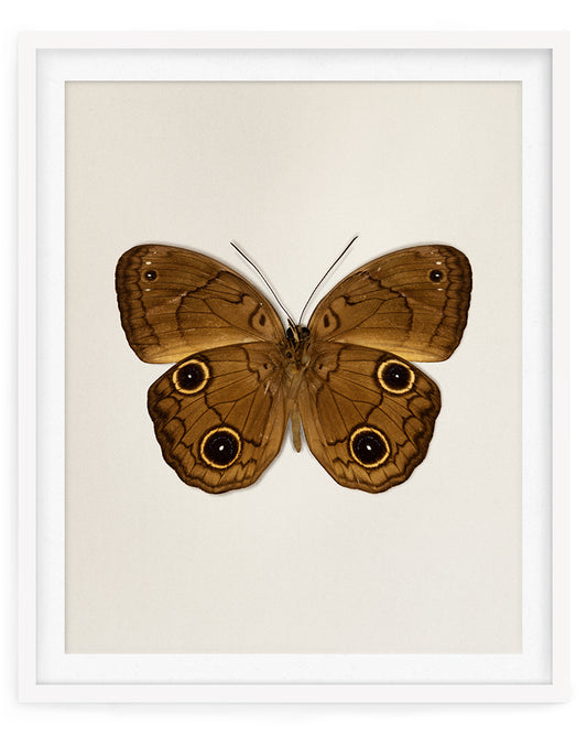 Brown Faun (Faunis phaon)