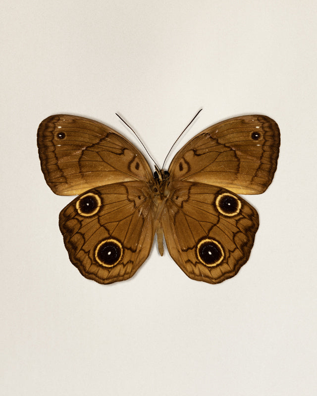 Brown Faun (Faunis phaon)