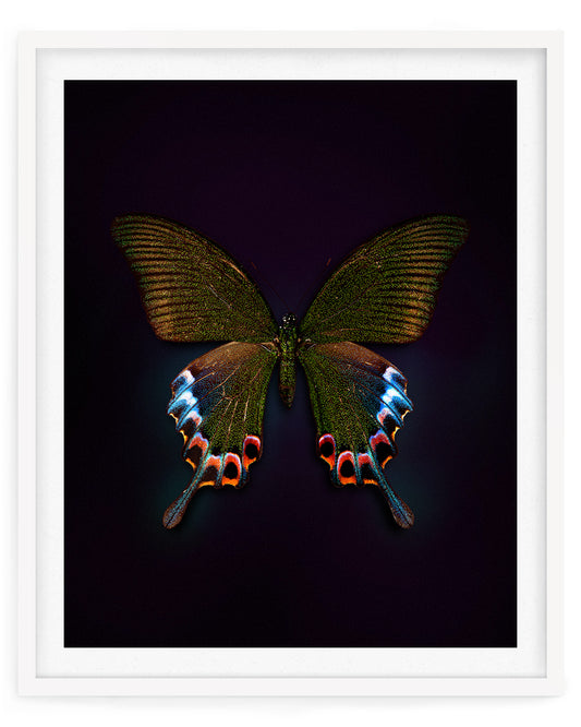 Cleo (Papilio Bianor)