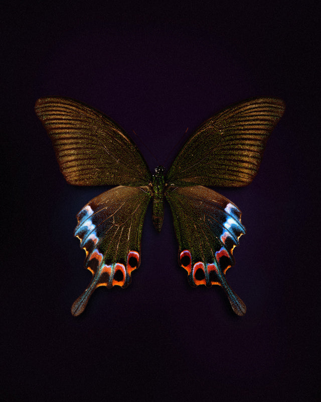 Cleo (Papilio Bianor)