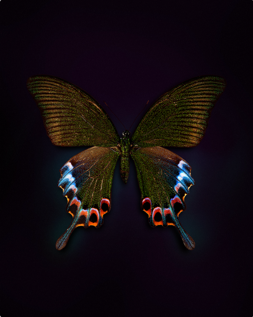 Cleo (Papilio Bianor)