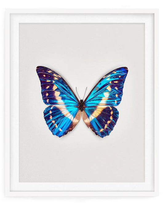 Cobalt (Morpho Cypris)