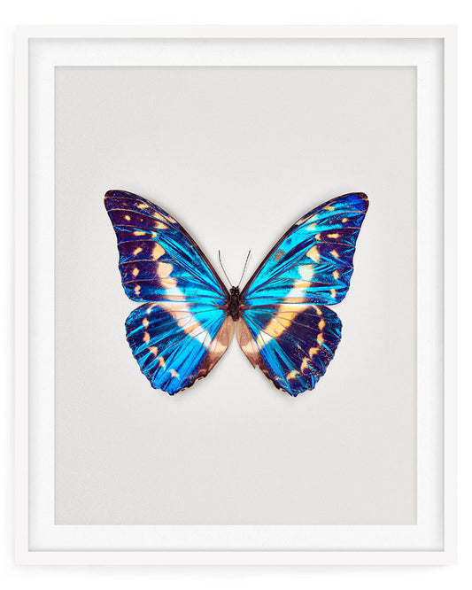 Cobalt (Morpho Cypris)