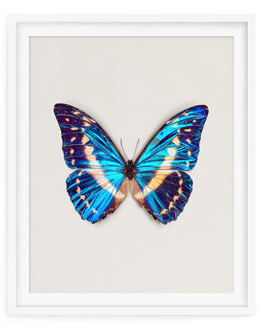 Cobalt (Morpho cypris)