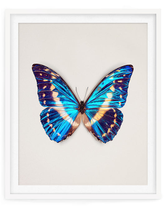 Cobalt (Morpho cypris)