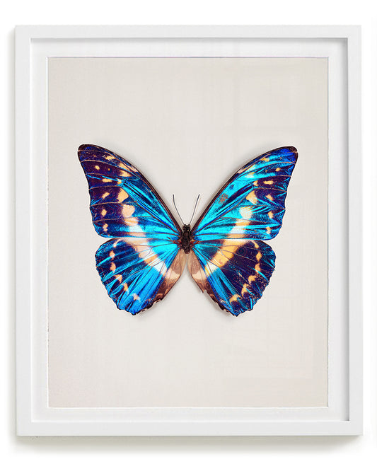 Cobalt (Morpho cypris)