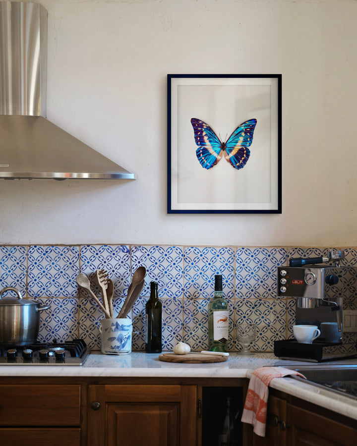 Cobalt (Morpho Cypris)