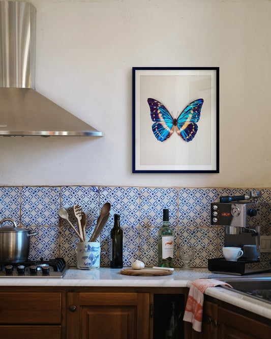 Cobalt (Morpho cypris)