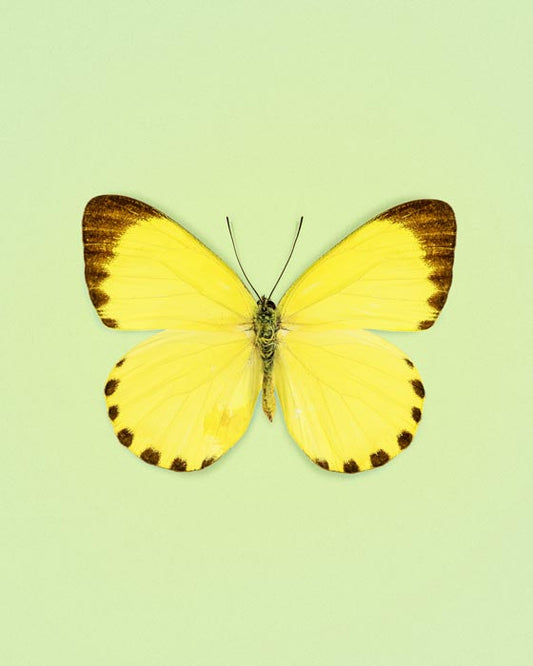 Dotted Lemon (Genus Mylothris)