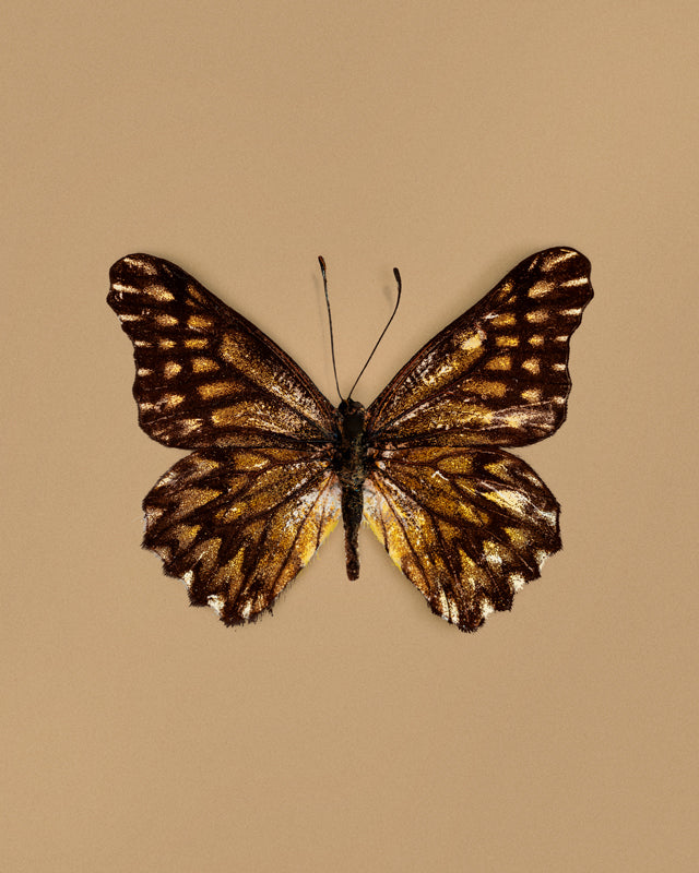 Espresso (Catasticta Incerta)