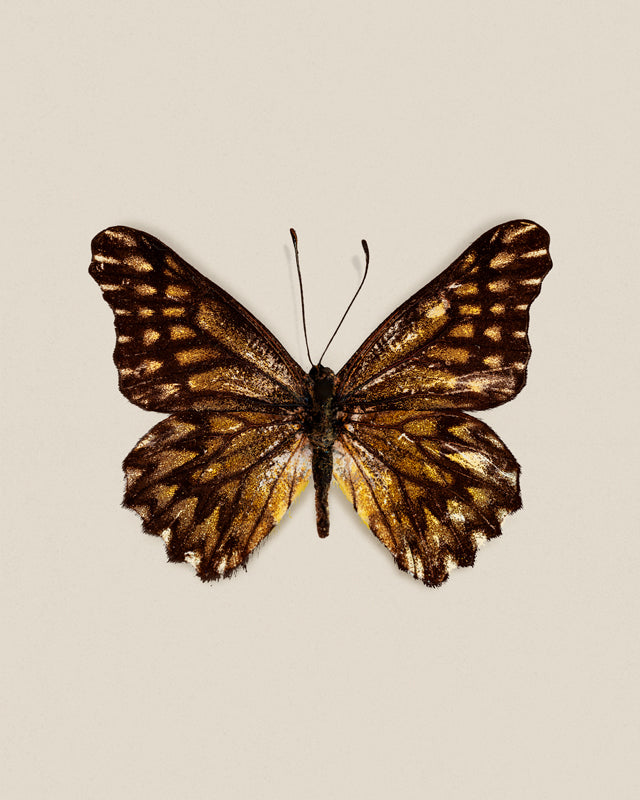 Espresso (Catasticta Incerta)
