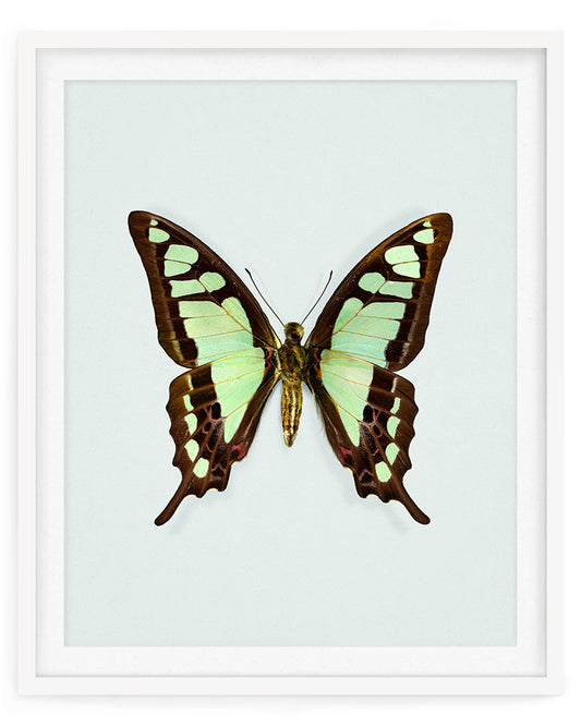 Glassy Bluebottle (Graphium Cloanthus)