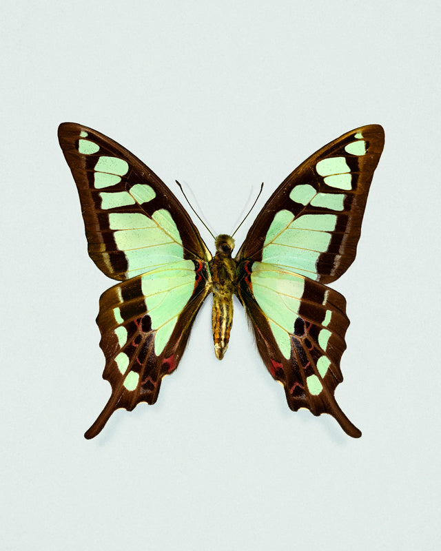 Glassy Bluebottle (Graphium cloanthus)