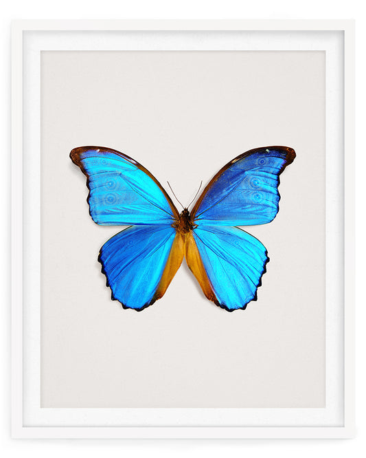 Great Morpho (Morpho Godarti)