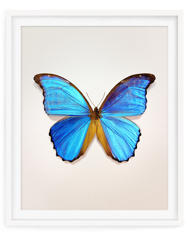 Great Morpho (Morpho godarti)