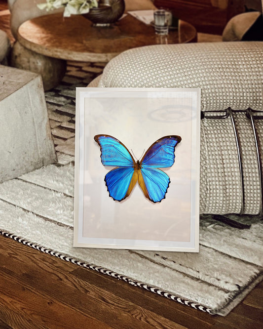 Great Morpho (Morpho godarti)