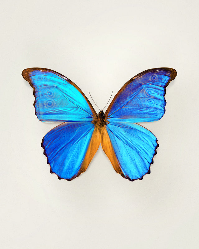 Great Morpho (Morpho Godarti)