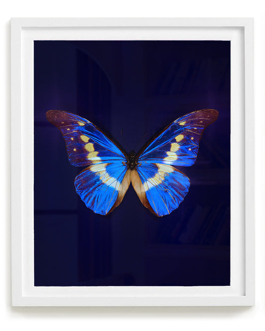 Helena (Morpho helena)