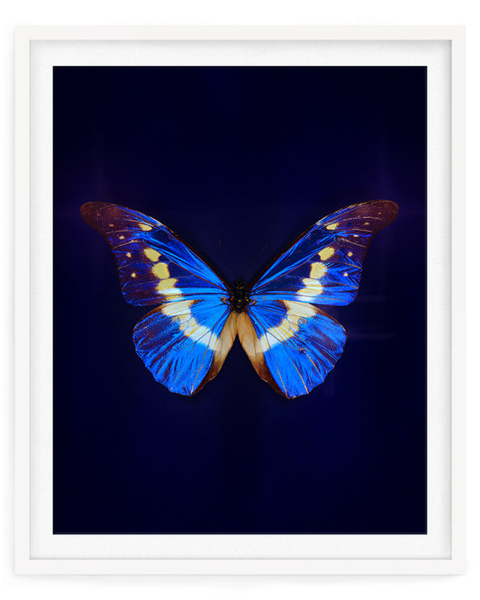 Helena (Morpho helena)