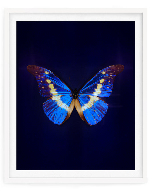 Helena (Morpho Helena)