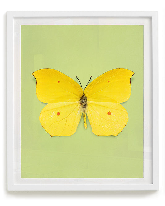 Limone (Gonepteryx amintha)