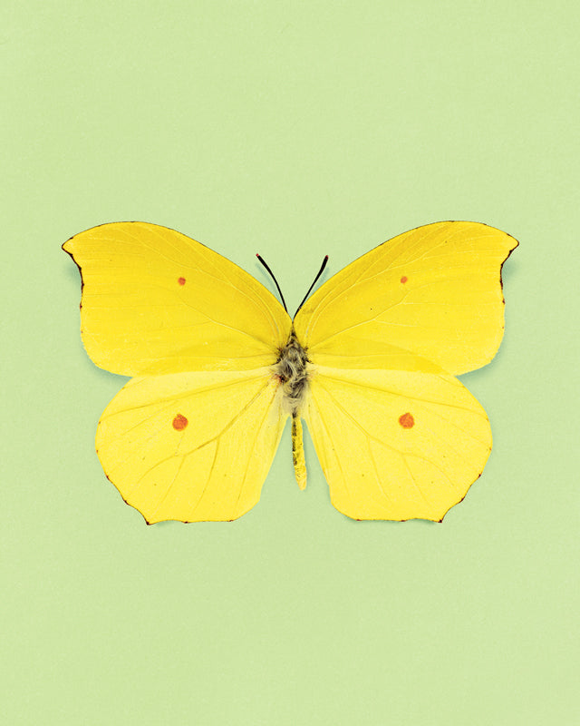 Limone (Gonepteryx amintha)