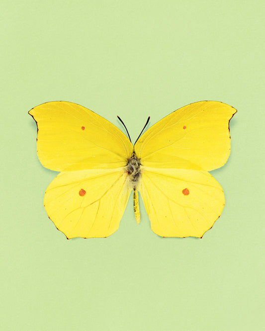 Limone (Gonepteryx amintha)