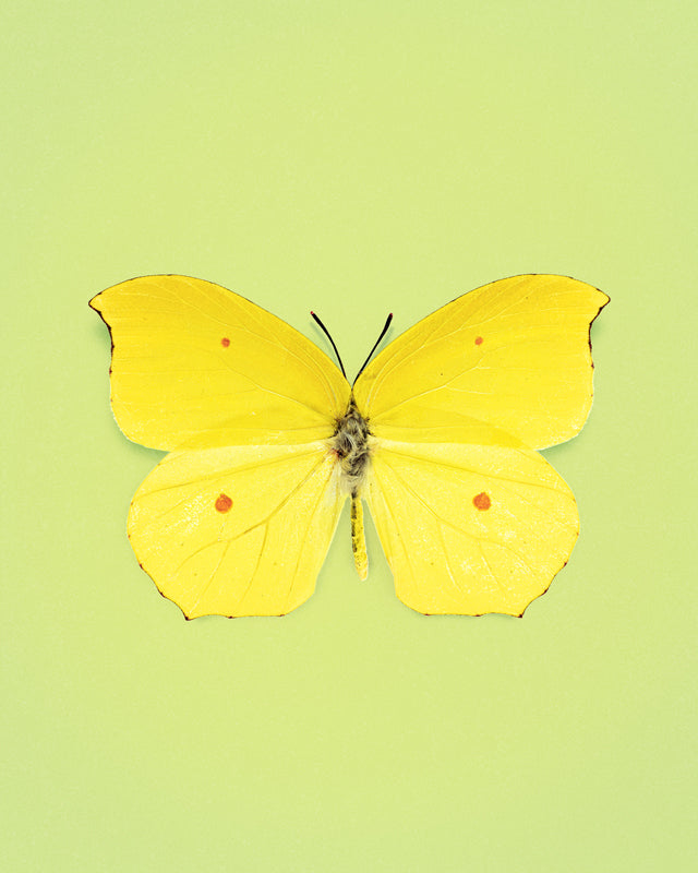 Limone (Gonepteryx Amintha)