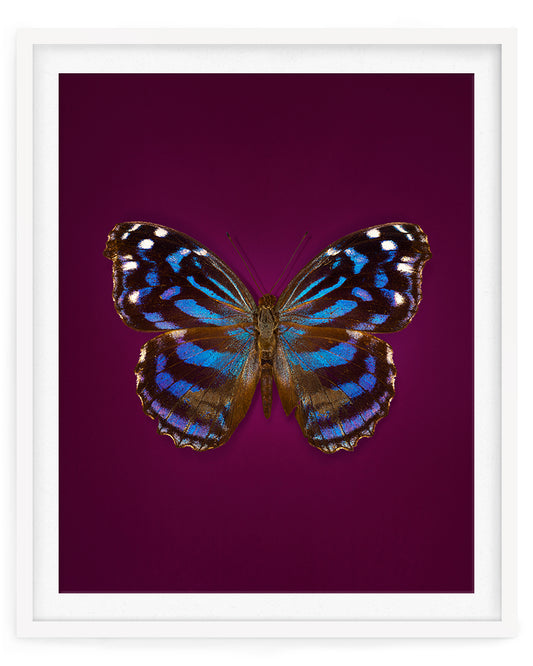 Mexican Bluewing (Myscelia ethusa)