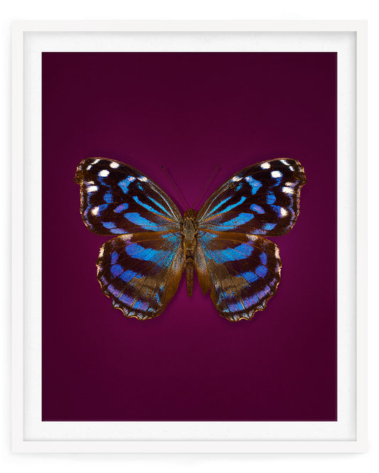 Mexican Bluewing (Myscelia ethusa)
