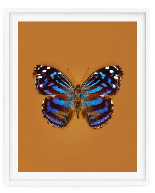 Mexican Bluewing (Myscelia Ethusa)